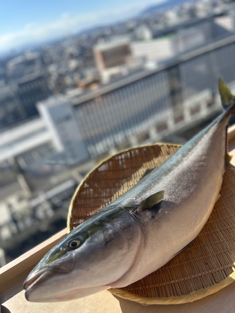 冬の味覚　寒ぶり　入荷しております！