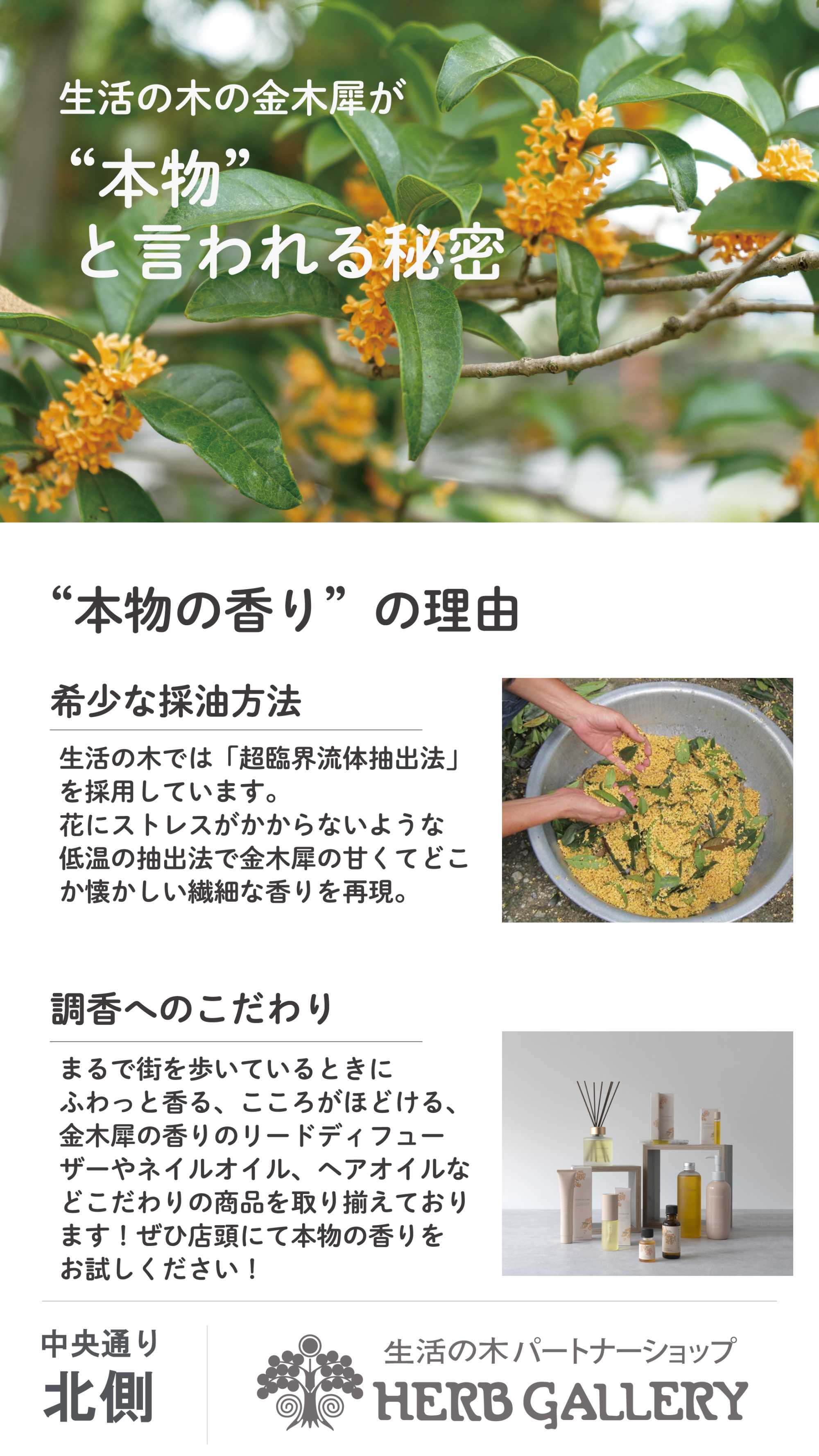生活の木 金木犀シリーズのご紹介